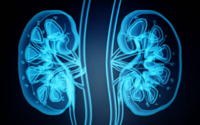 Kidney Function and Filtering Process